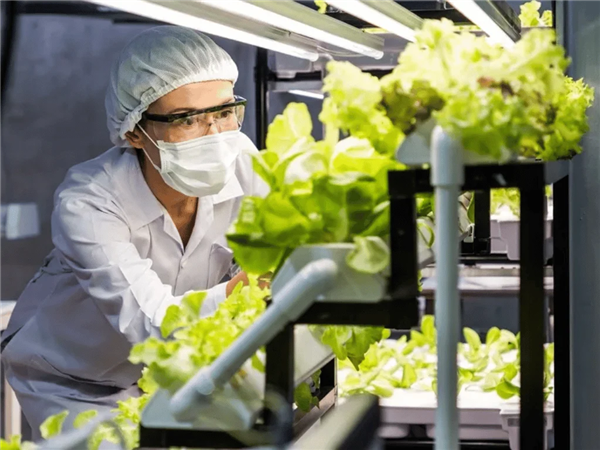 科学家首次种出带有肉味的菜：但你可能还尝不出来 带有肉味的菜 第3张