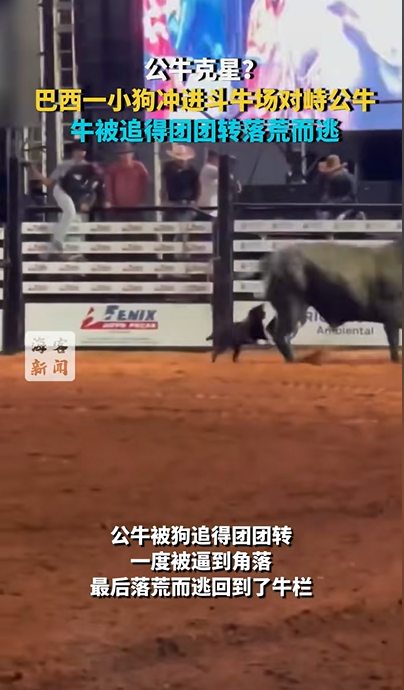 巴西一残疾小狗冲进斗牛场对峙公牛 牛被追得团团转落荒而逃 残疾小狗对峙公牛 第1张